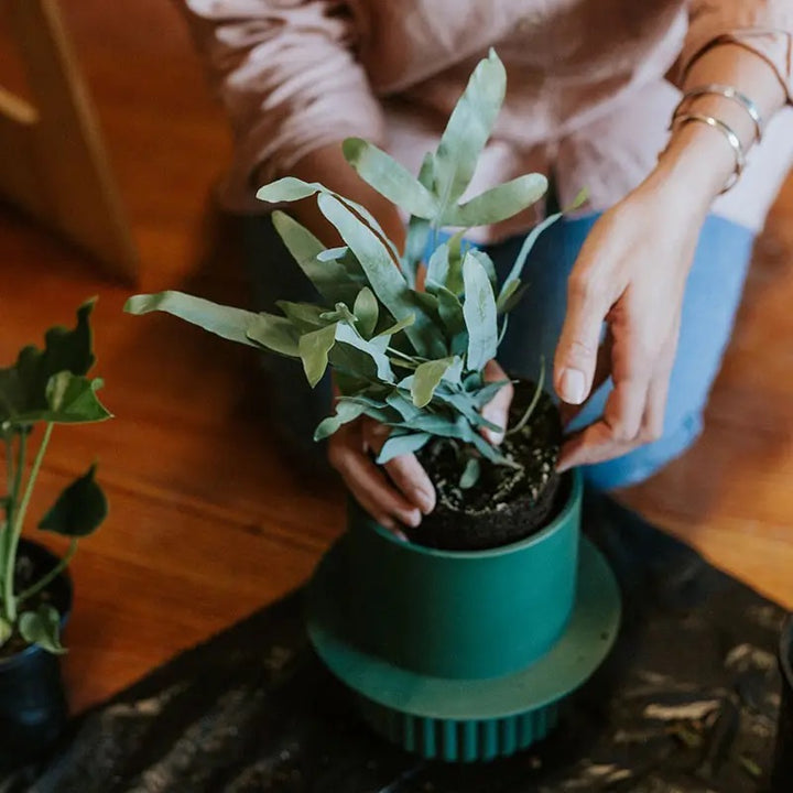 Roma Pot - Emerald